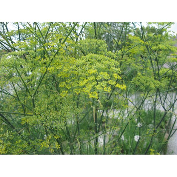 Fenchel_Pflanze 1_BA.jpg