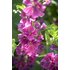 Picture of a blue mallow with blooms.