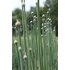 In the picture you can see garlic plants.