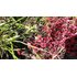 RED MANUKA.jpg