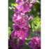 kaesepappel_pflanze_wasserbauer-8.jpg_w413.png