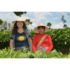 camellia_sinensis.jpg_w413.png